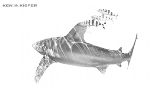 Oceanic Whitetip Shark endlessly exploring the ocean with... by Ken Kiefer 